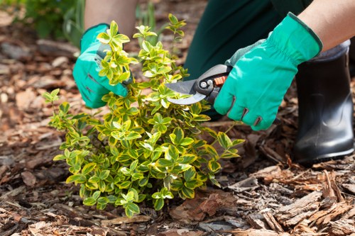 Professional tree surgery assessment in a Cudham garden