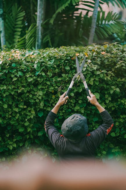 A gardener from Gardeners Cudham, dressed in dark clothing and wearing a black cap, is seen from behind trimming a dense, well-maintained hedge with a pair of long-handled hedge shears during daylight