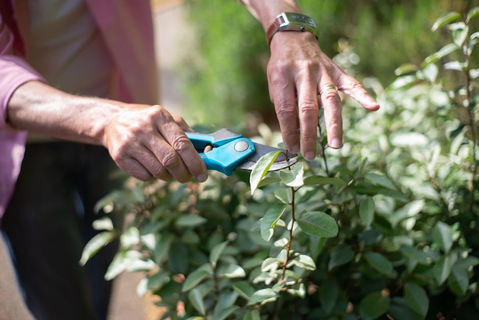 A gardener from Gardeners Cudham, dressed in dark clothing and wearing a black cap, is seen from behind trimming a dense, well-maintained hedge with a pair of long-handled hedge shears during daylight