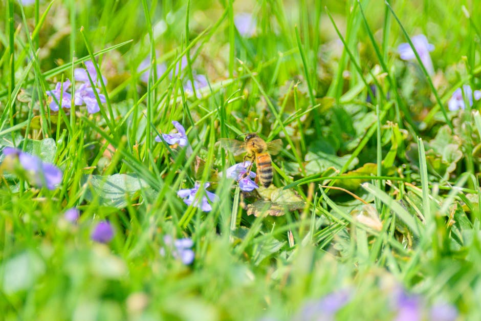 Cudham Village Green gardeners local guide for small lawns