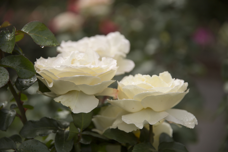 garden landscaping garden design