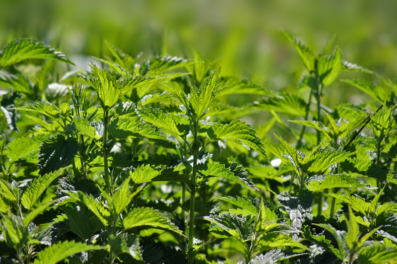 garden landscaping garden design